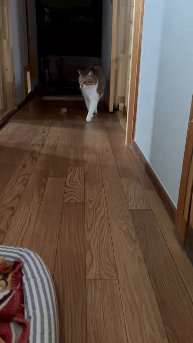 もるいきたいページ もるきち on X