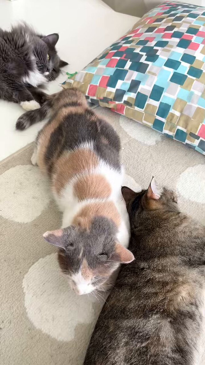 shizu* (@14_nekohouse) / Posts / X