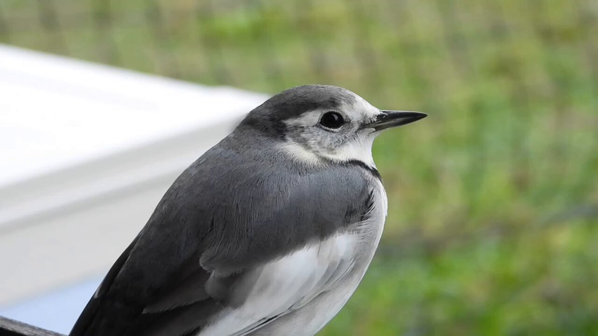 ポメころび様希少⟡アメジスト フラワーカービング ポメころび様希少⟡アメジスト フラワーカービング