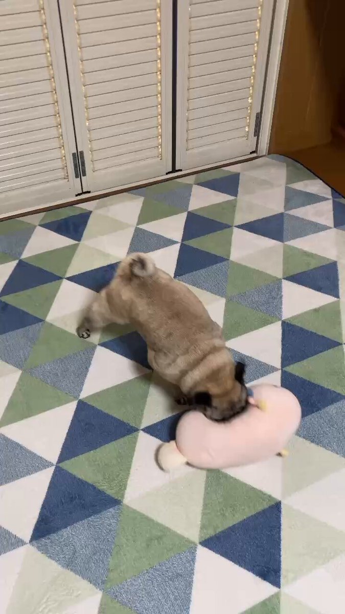 福助さま専用(コメントをお読みください) 福助さま専用(コメントをお読みください) 偽サイトにご注意