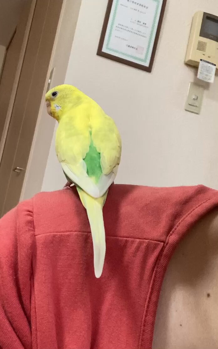 今年もアオバズク来る❢ 2024.6.2 なぁ on X