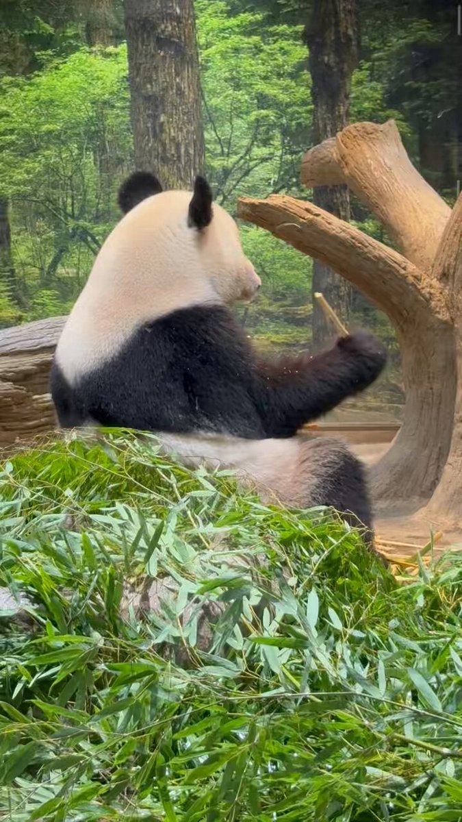 パンダ（感謝） 2020🚹✴️ on X