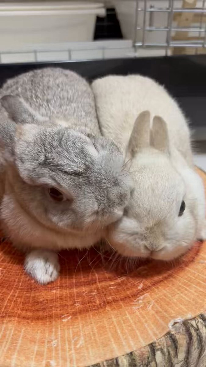 🐰うさぎの幸と福と心と華🐰 (@usanikki1) / Posts / X