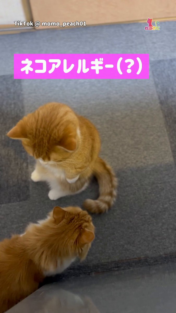 猫アレルギー氏 8/30うまれ サイベリアン ブラウンタビー（男の子） 猫