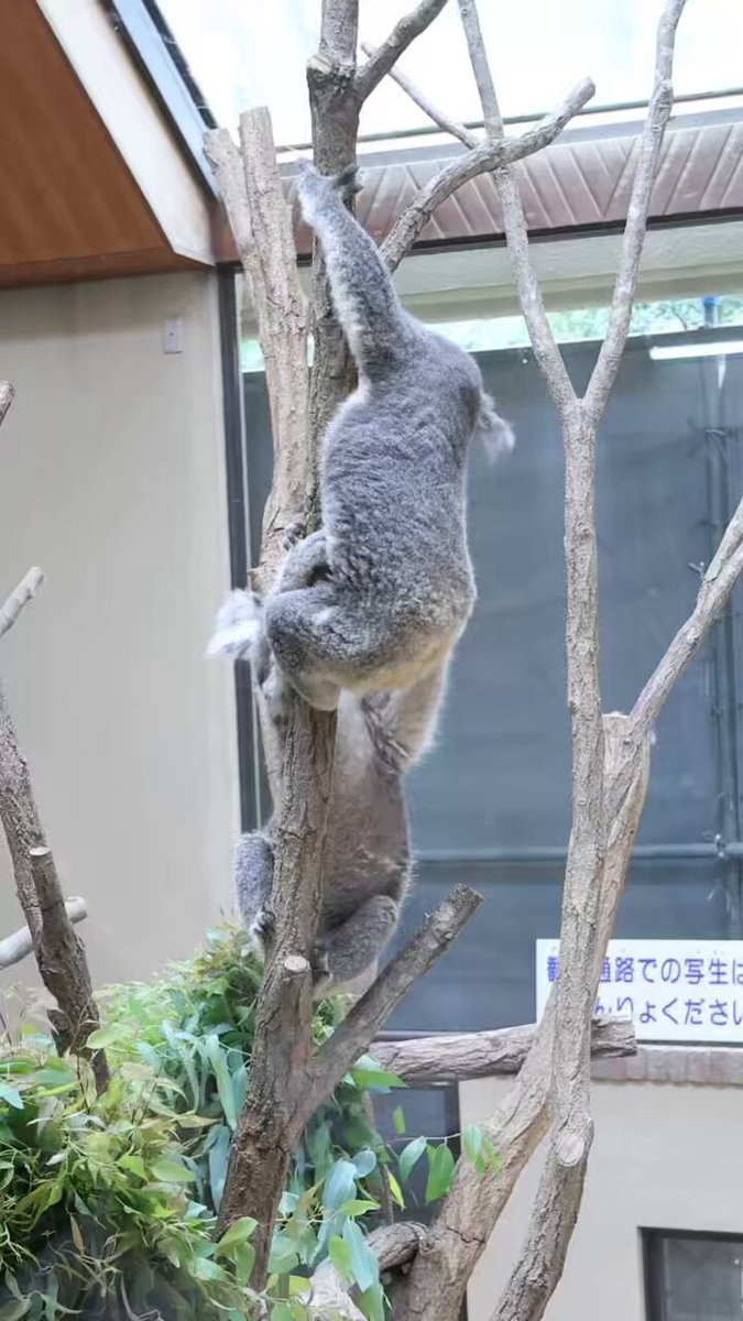 草木と小さな動物 朔羅 on X