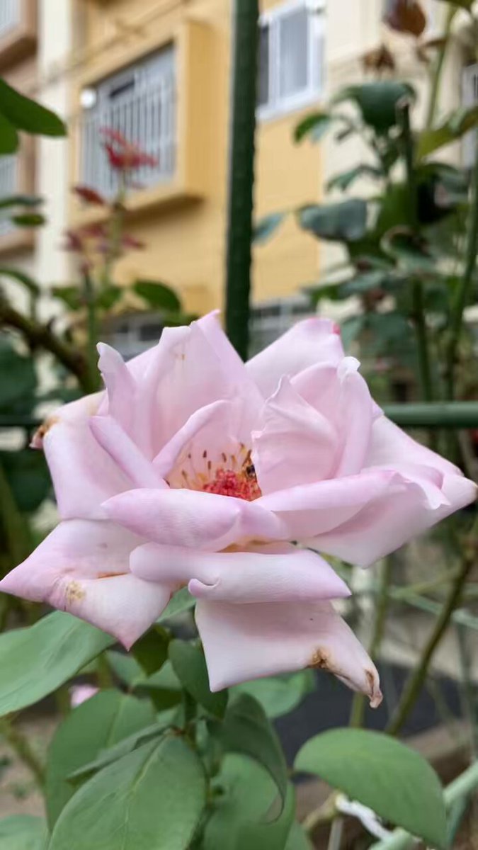 fnh◡̈ Ninja x adidas ZX Torsion “Time In” Release Date | Nice Kicks