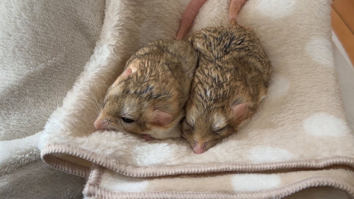 Qoo(*´꒳`*) ＋ねずみ 仲良し双子ネズミ」 #n_characters #イラスト #illust