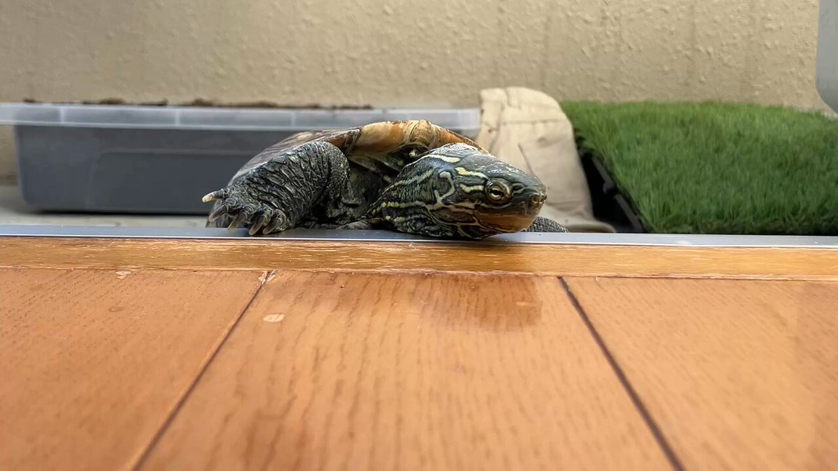 亀さん 亀さん別居 (@ylGBDXxEch64994) / Posts / X