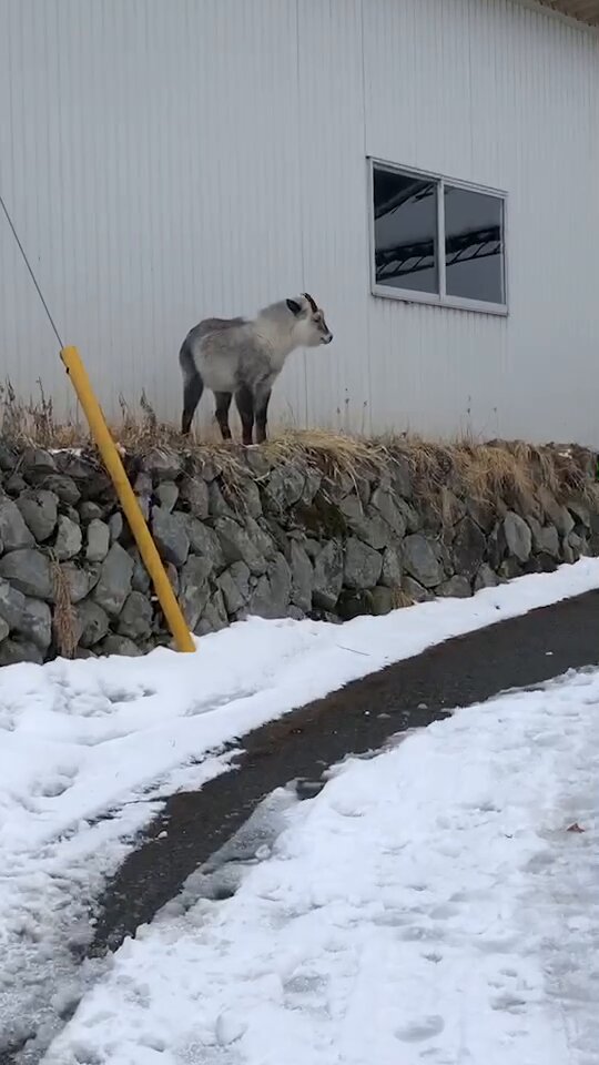 日本の黒幕 Kawasaki Ninja ZX-6R New 2025 | 97 Sigma - YouTube