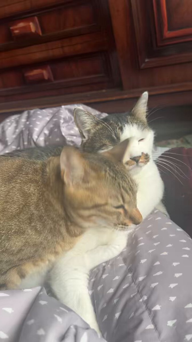 キジトラのヒメSHOP♕ページ（作成中） キジトラのヒメSHOP♕様専用ページ（作成中）