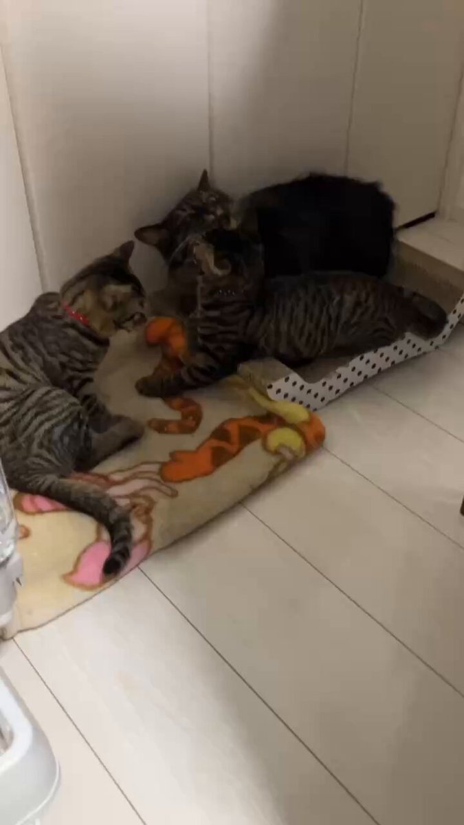 狐古さやか🚲🦊🐸11/16 やっちゃばフェス on X