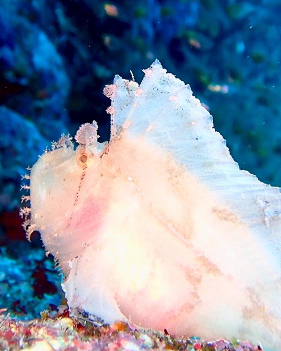 のりん【NORIN】 (@norinsmarine) / Posts / X