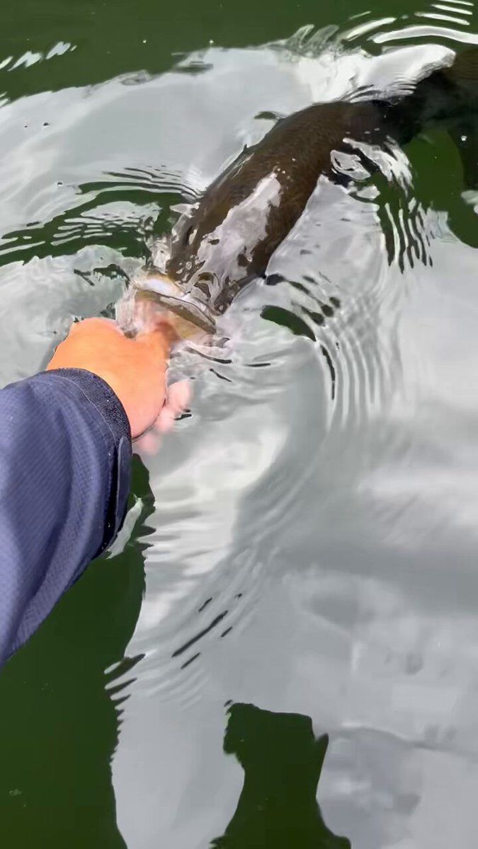 ☆早い者勝ち！残り（９日間）で終了！竿掛け　② plotz_lure on X