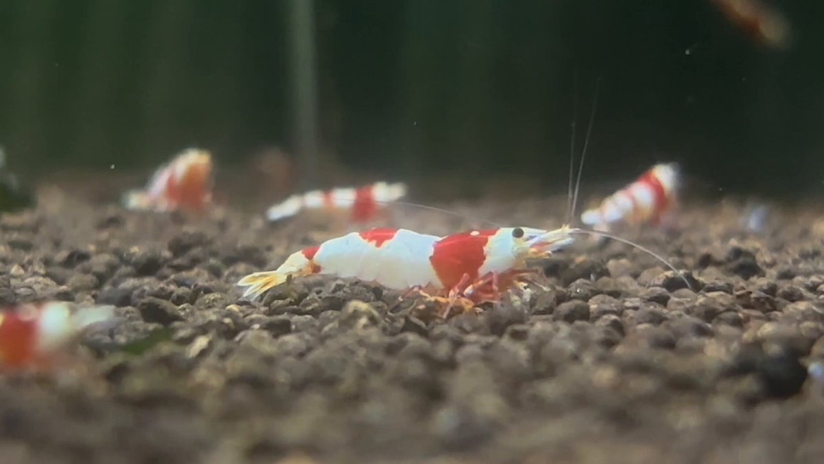 えび出品 asika 4口 buy Engine Assy 4653146 for Hitachi ZX70-3 ZX75UR