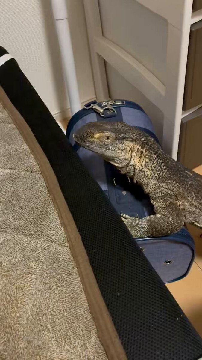 アフリカンロックモニター