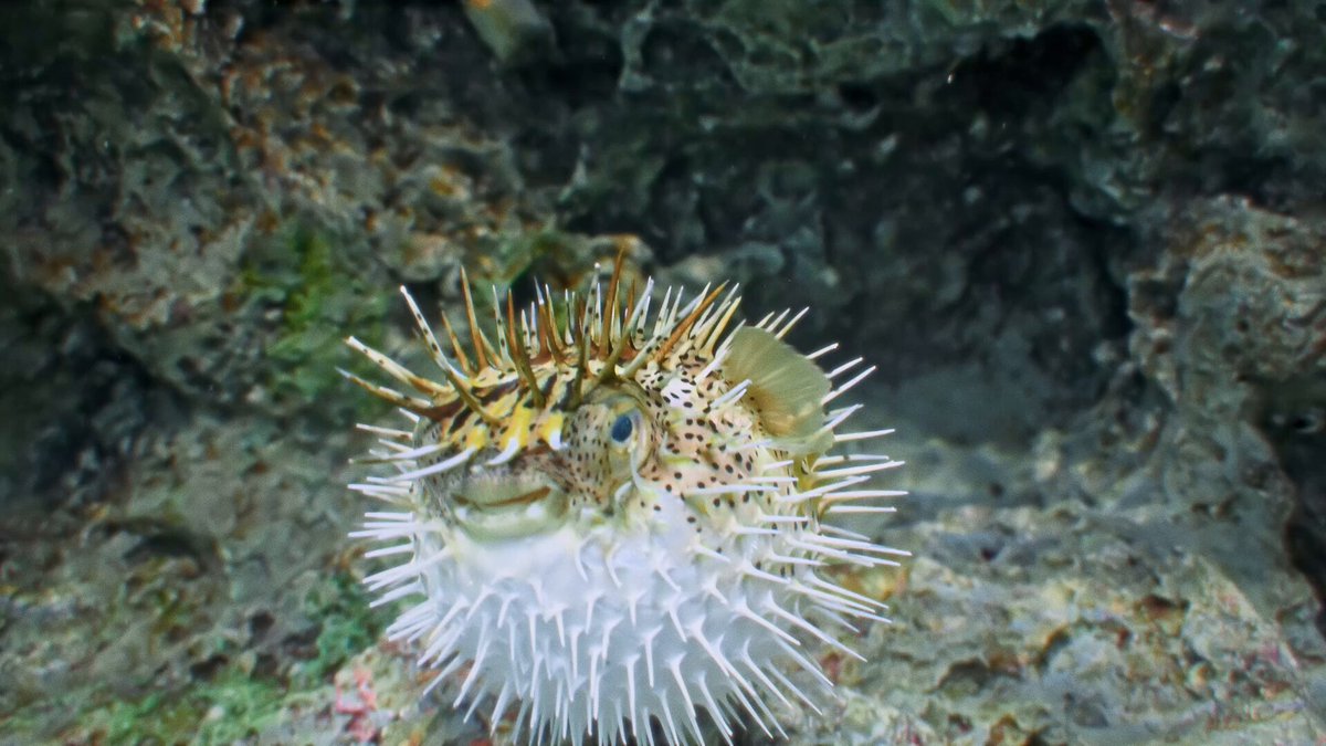 しものせき水族館「海響館」公式 (@shimonoseki_aq) / Posts / X