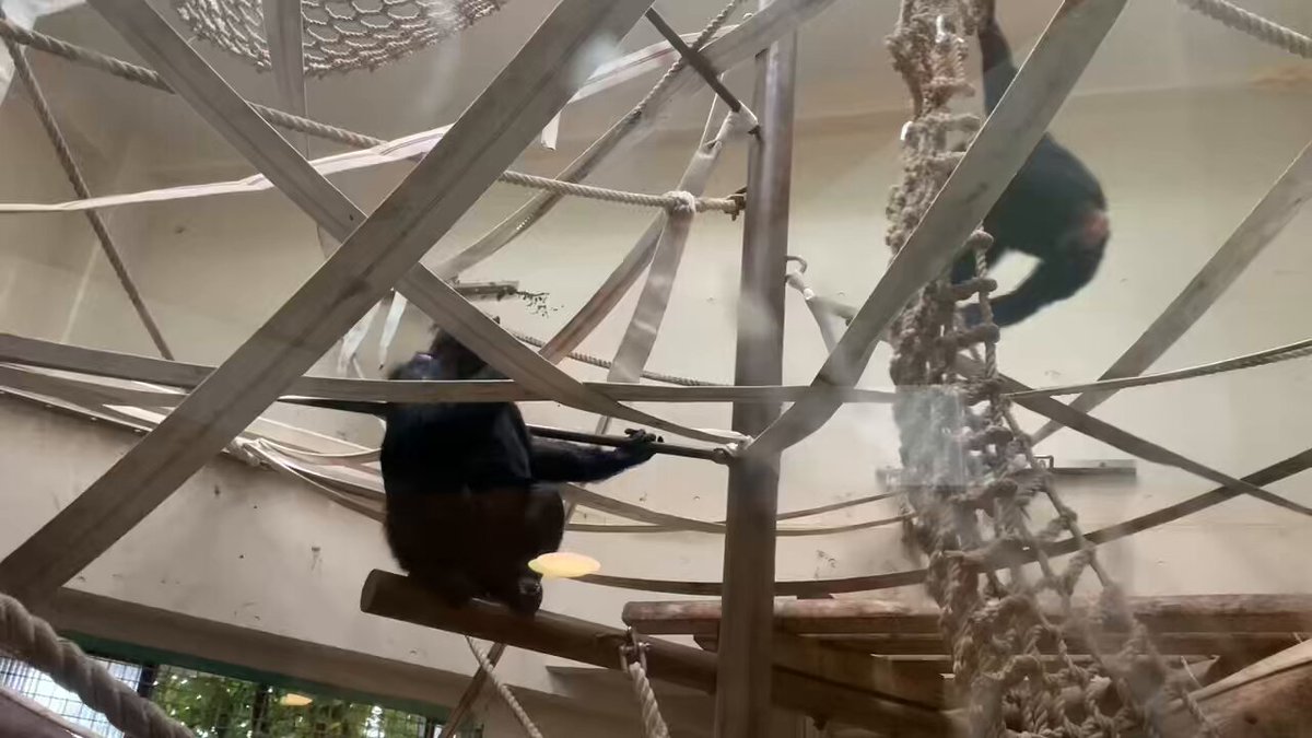 ⭐︎チンパンジー⭐︎ チンパンジー