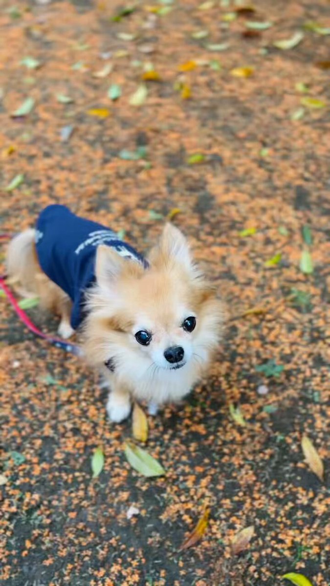 ユカリンさん ユカリーヌ (@yukarinu2) / Posts / X