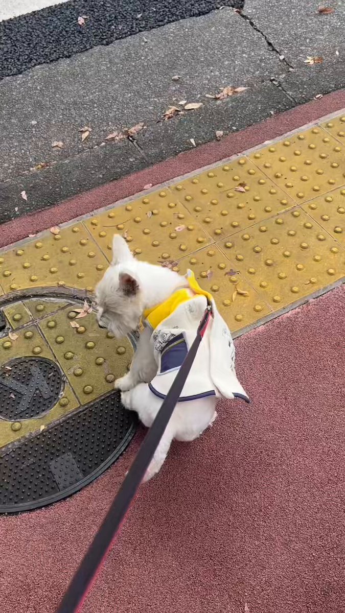 ちいちゃんです。 ちーちゃんですけどもっ第2巻発売中です❗️ (@ymc_cheezu