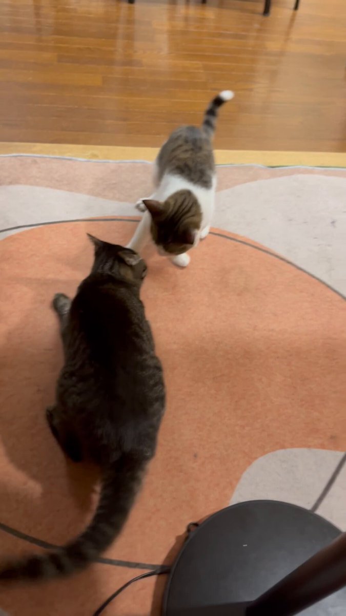 ノビター（5匹家族） (@00shitemita) / Posts / X