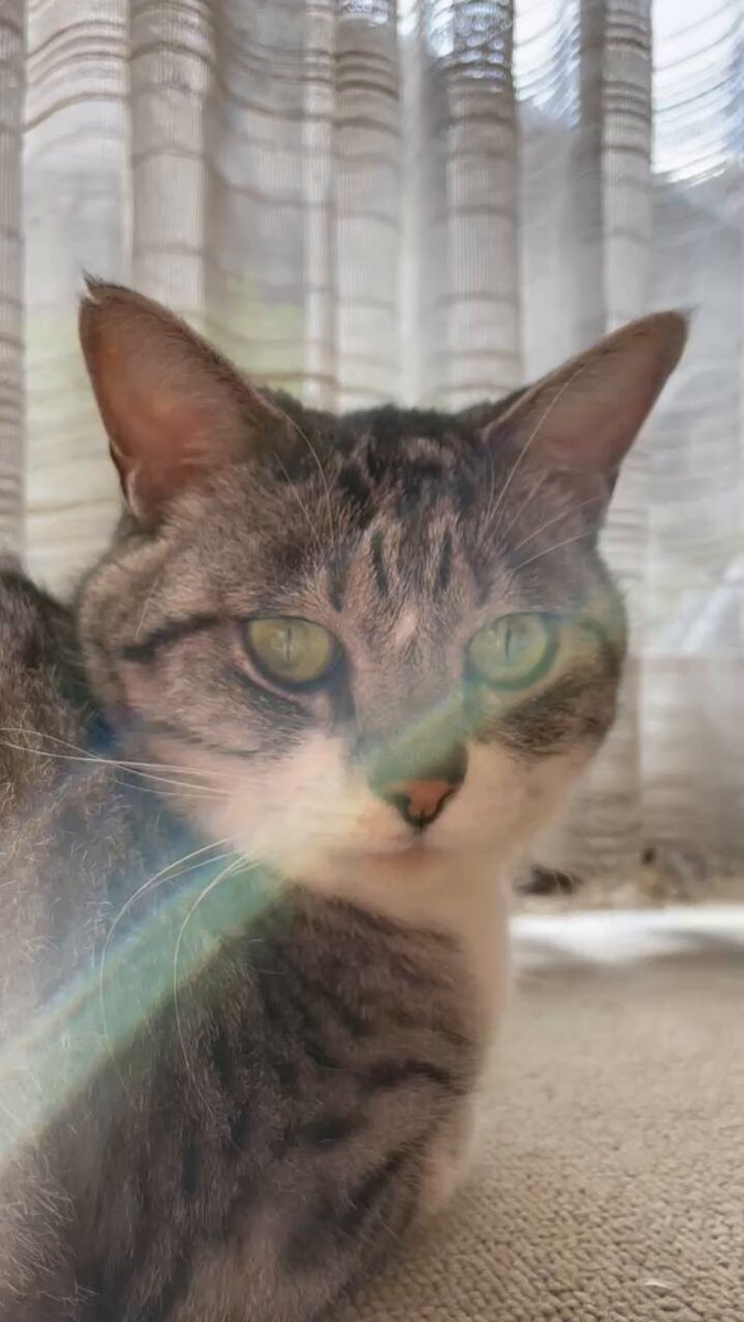 リュウコさん on X