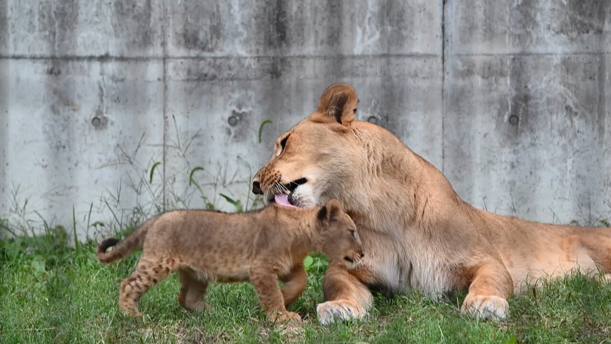 ライオンページ ライオン🦁