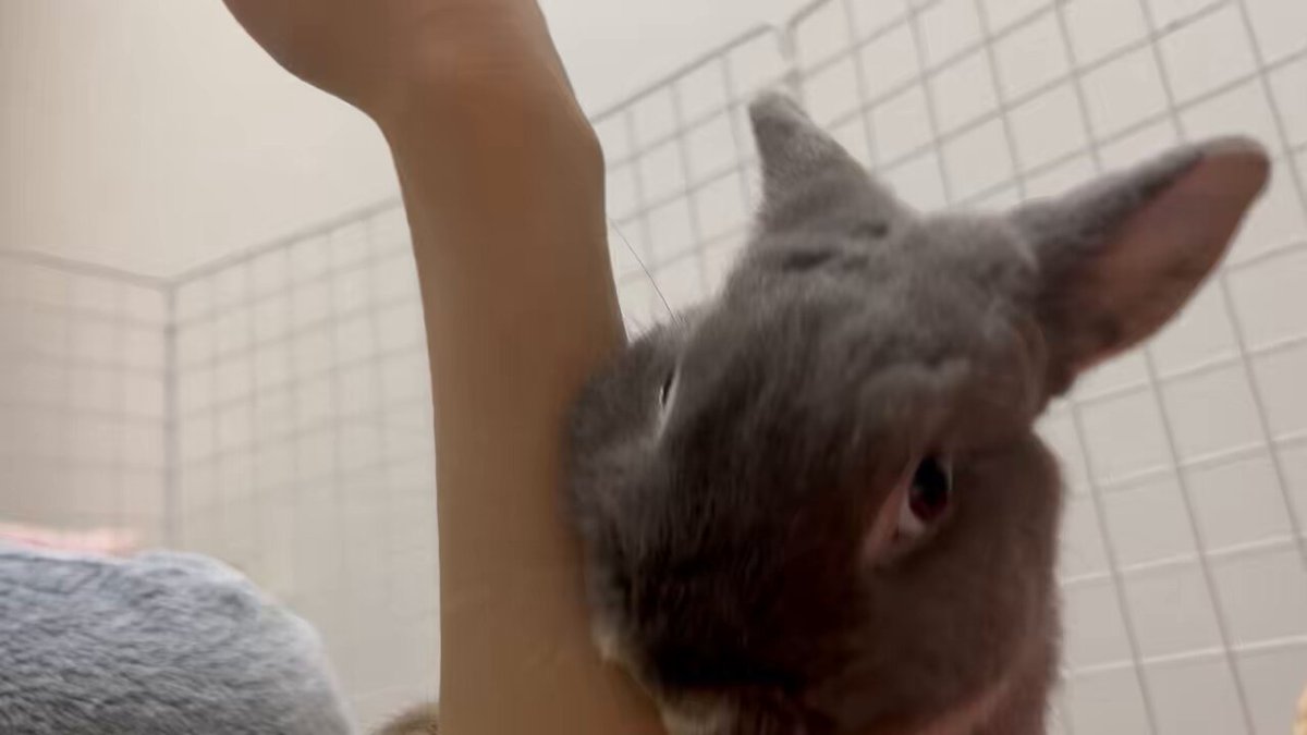 開運招福祥雲毛布です❗こちらは卯(うさぎ)になります❗ 楽天市場】厄除 卯不動尊「大」仏像 木彫り 彫刻 卯 うさぎ