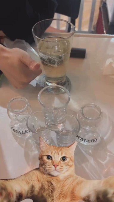 オルレア-Orlaya-のツイート