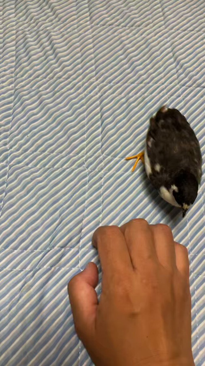 ポメころびページです❁⃘*.゜ スコひめ on X