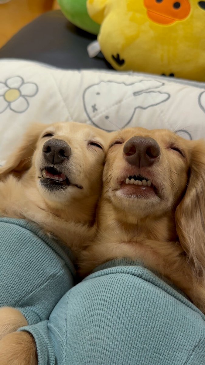 ☆SYU☆ ドロストクロップドSH|ems excite | RETRO GIRL ONLINE STORE