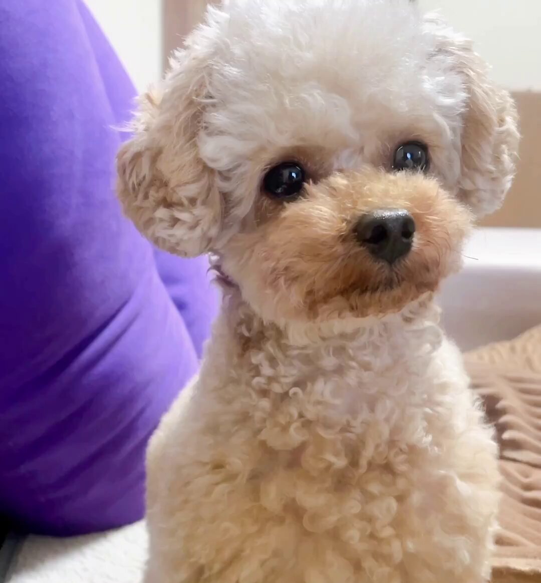 ひつじにこ (@ni918co) / Posts / X