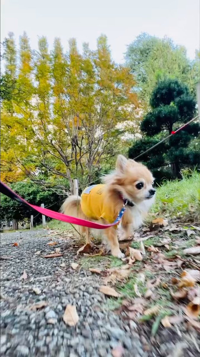 ゆかりん (@yukaron1) / Posts / X