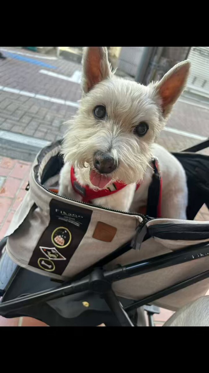 ちーちゃんですけどもっ第2巻発売中です❗️ (@ymc_cheezu