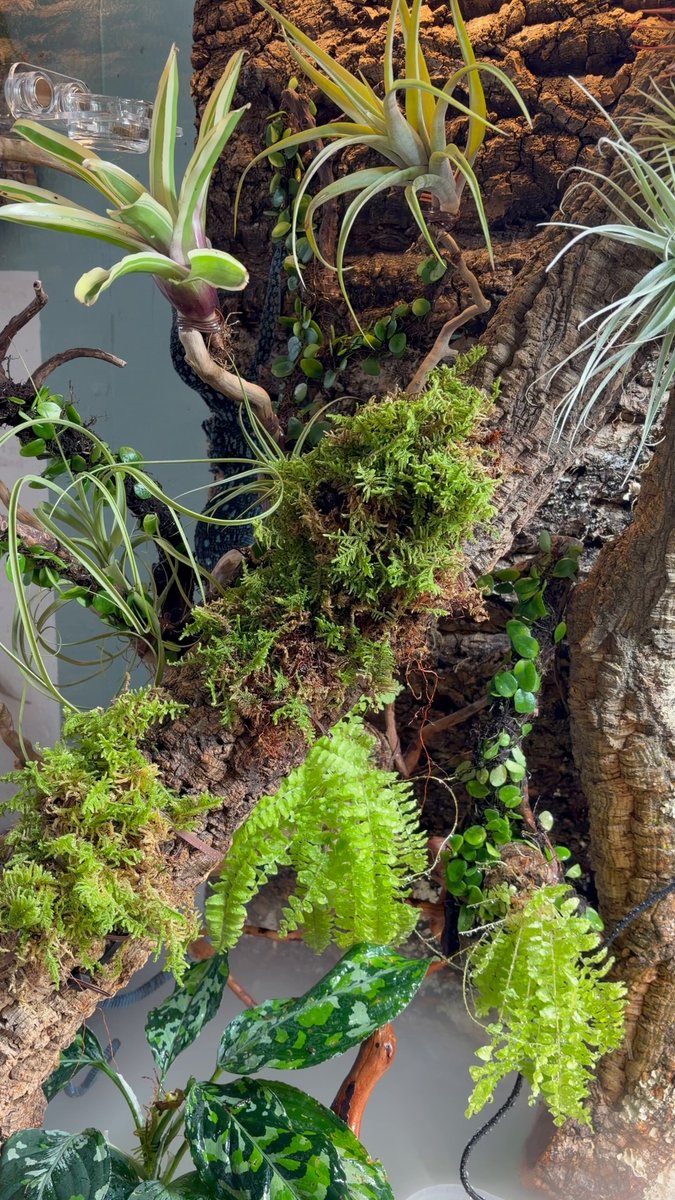 禍ツ帝水草 禍ツ帝水草 AZUL Aquarium (@azulaquarium) / X