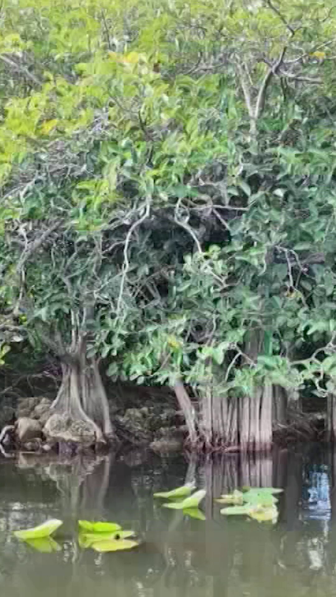En #CárcelesDelPoder, nuestro periodista Pablo Cuélla visitó los Everglades, la zona que rodea la prisión Alligator Alcatraz, repleta de caimanes . Más grises y de hocico ancho, pueden alcanzar hasta cinco metros.