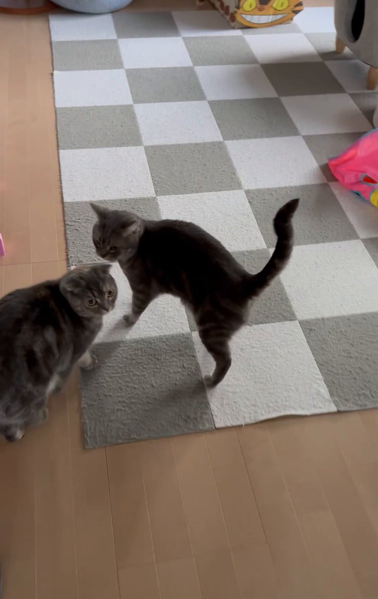 momi (@tomomi8momi) / Posts / X