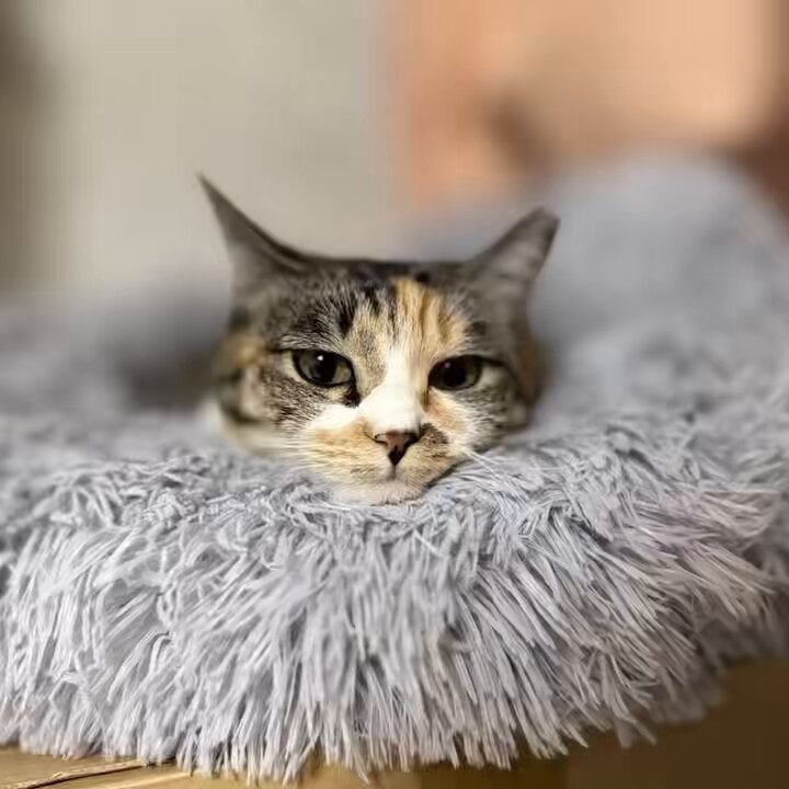 キジトラミケページ キジトラミケページ きじとら@nyan (@kigitorakun) / X