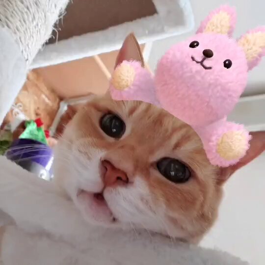 チーチー♪ (@chi_chi1908) / Posts / X