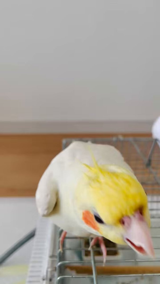 オカメのココ (@cocochan33333) / Posts / X