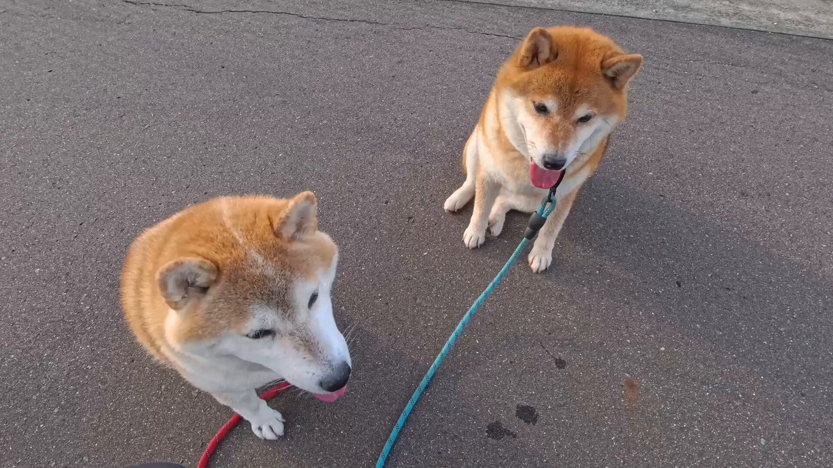 仲良し柴犬♡フライパン 柴犬·͜·♡もも (@momonosekaiii) / Posts / X