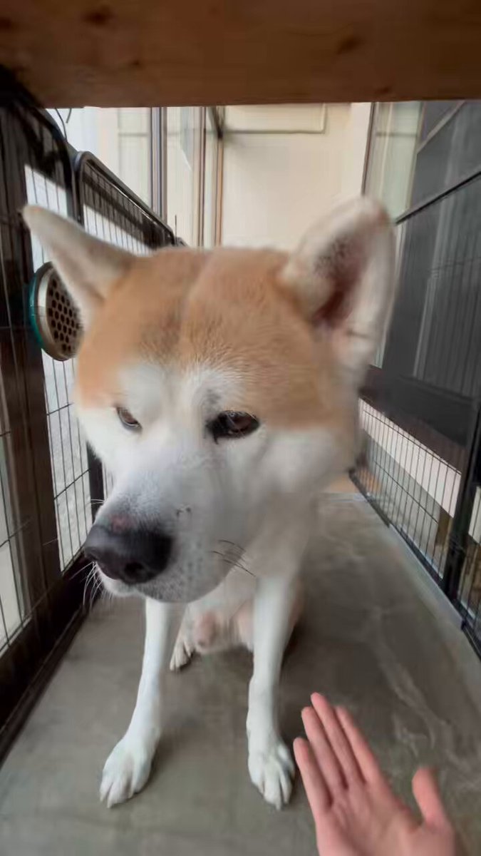 福犬 NEW✨ ◼[福犬(Fukuinu)] color: ブルー/ ブラウン size: XS / S / M