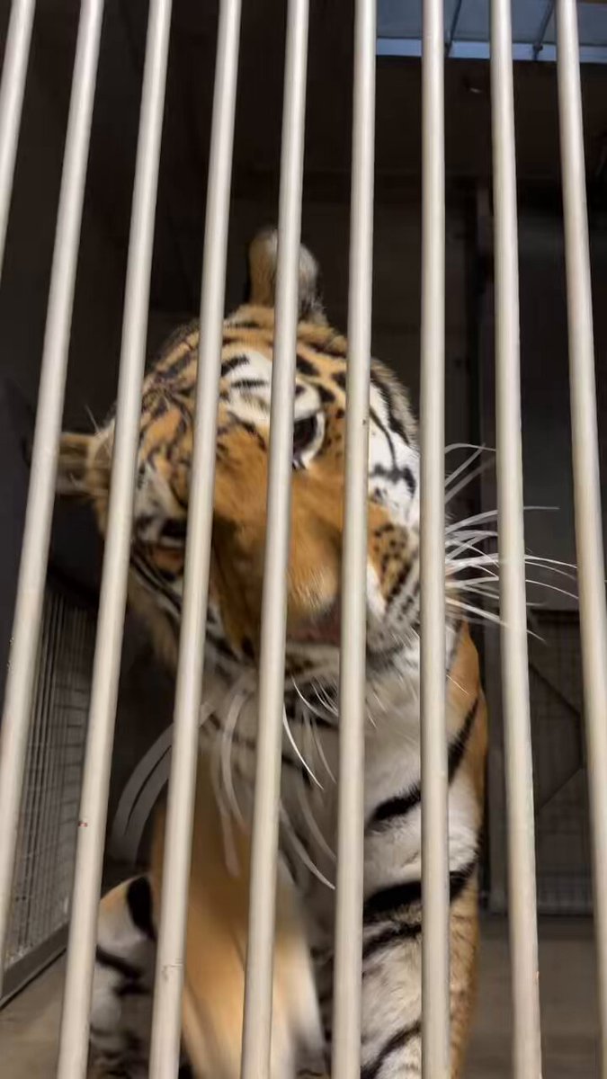 アムールトラ（シベリアトラ）写真集「東北虎 上・下巻」2冊セット 刘丹 撮影 アムールトラ（シベリアトラ）写真集「東北虎 上・下巻」2冊セット 刘