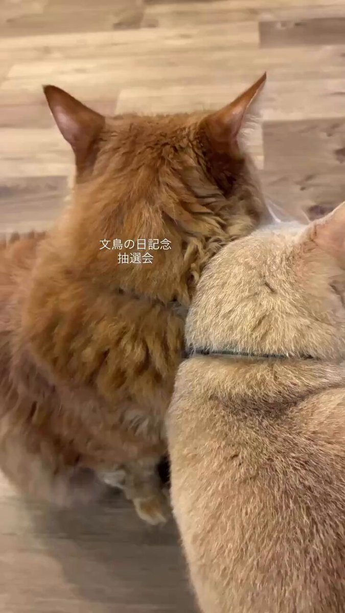 うちの子のけだまだま (@kedamastudio) / Posts / X