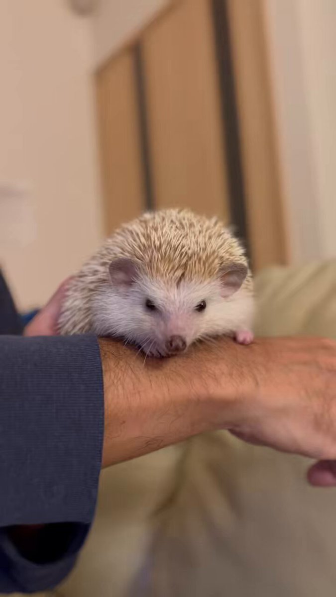 たけこ🦔ハリネズミのハリー (@andyou_5F8) / Posts / X