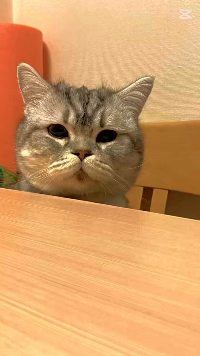 ぶぅにゃん (@boo_luvluv) / Posts / X