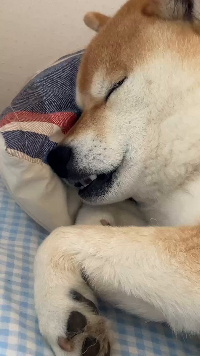 すまいるる♪ページ 小吉 on X