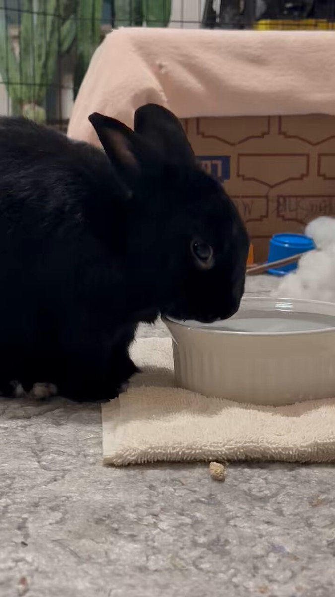 Nubster & Baby Mona on X