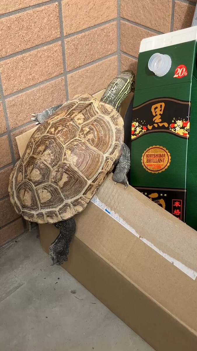 亀さん It's like a shop!? 