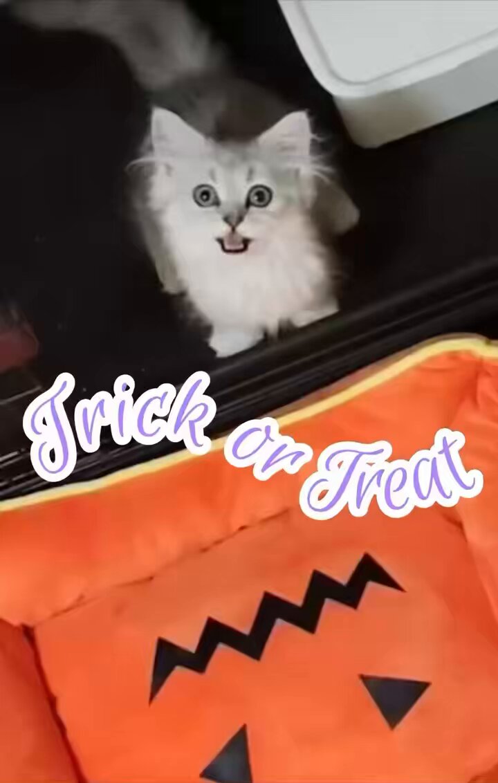 あーにゃん ヴァリアブルアクション 新世紀GPXサイバーフォーミュラSIN 凰呀AN-21