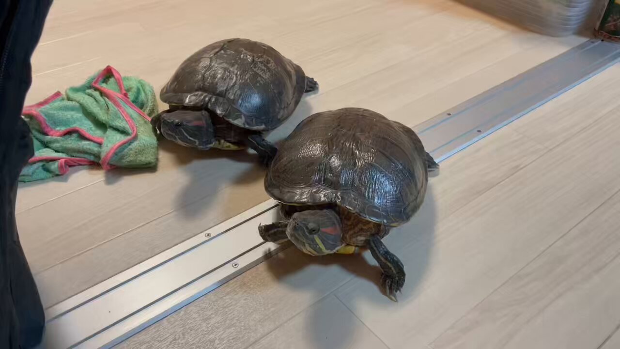 【みどりがめ】 爬虫類倶楽部中野本店 本アカウント on X